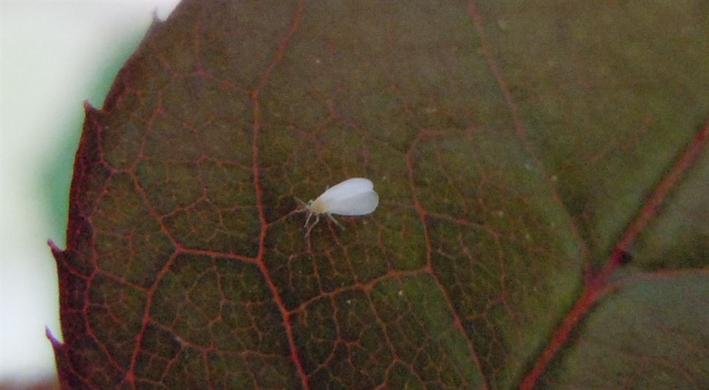 Aleyrodidae? Sì